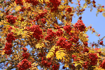 Wall Mural - Branches of autumn rowan or mountain ash with bright red berries