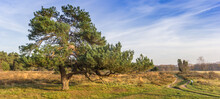 Panorama Of A Scots Pine (pinus Sylvestris) Tree In The Heather Fields Of Oudemolen, Netherlands