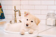 Beige puppy lies in the sink in the kitchen at home