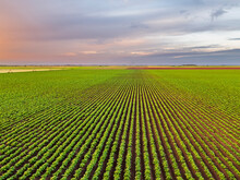 Aerial View Of Vast Green Potato Field At Dawn