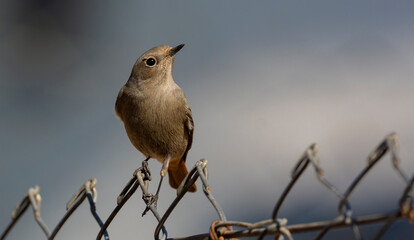 Wall Mural - Black Redstart.Black Redstart bird perched on braided wire with colored background ( Phoenicurus ochruros )