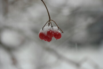 Poster - red berries in snow