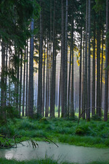 Misty early morning in the forest of Perlacher Forst in Munich with pine trees growing on the moss ground