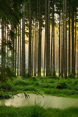 Misty early morning in the forest of Perlacher Forst in Munich with pine trees growing on the moss ground