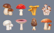 Mushroom Realistic. Harvest Forest Plants Chanterelle White Mushrooms Fungus Decent Vector Collection Set Isolated