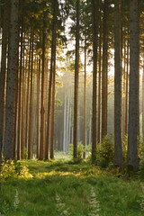 Misty early morning in the forest of Perlacher Forst in Munich with pine trees growing on the moss ground