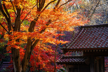 Wall Mural - 薬医門付近の紅葉　薬師池公園（東京都町田市）