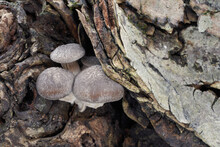 Edible Mushroom Pleurotus Ostreatus In Floodplain Forest. Known As Oyster Mushroom, Oyster Fungus, Or Hiratake. Winter Mushrooms Growing On The Wood.