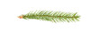 Little branch of spruce banner size. From fir Christmas tree. Real spruce sprig with needles. Isolated on white background closeup.