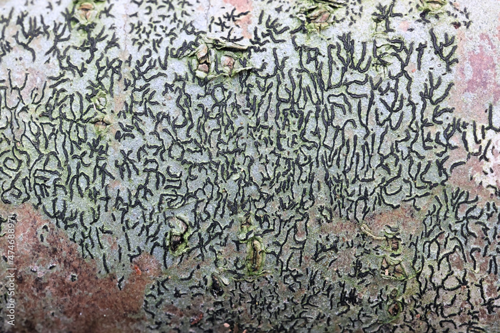 Graphis Scripta Lichens Graphis scripta, commonly known as script lichen or secret writing ...