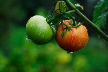 Green Tomatoes. Rain-soaked Green And Red Tomatoes