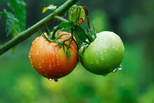 Green Tomatoes. Rain-soaked Green And Red Tomatoes