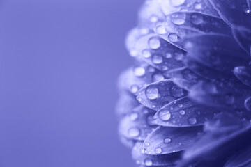 Wall Mural - purple gerbera flower petals with drops of water. abstract background. very peri