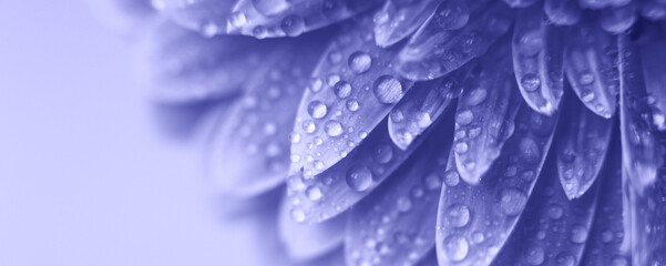 Wall Mural - purple gerbera flower petals with drops of water. abstract background. very peri