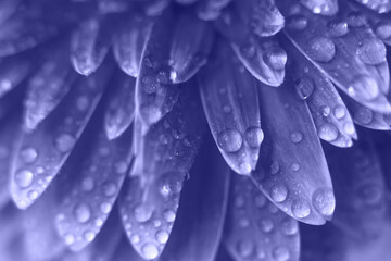 Wall Mural - purple gerbera flower petals with drops of water. abstract background. very peri