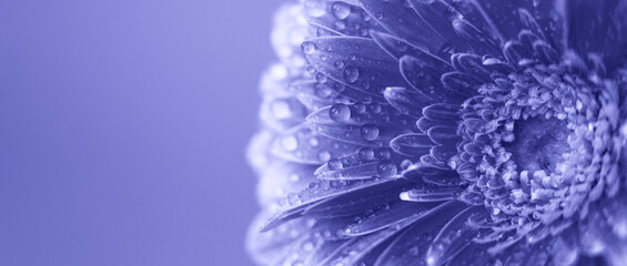 Wall Mural - purple gerbera flower petals with drops of water. abstract background. very peri