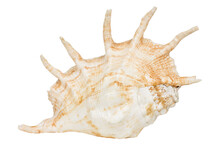 An Ocean Shell On A White Isolated Background. Close-up