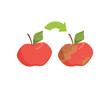 Arrow shows how fresh apple become uneatable rotten dirty old apple. Food got wasted and spoiled cartoon vector.