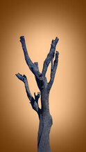 Dead Tree Painted Black On Brown Background, Concept For Natural Preservation