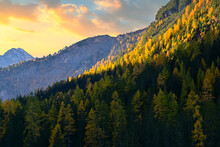 Lush Pine Tree Covered Mountains In Sunlight, Parc Ela, Graubunden, Switzerland