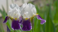 Two Iris Flowers,beautiful Pair Of Two-tone Flowers In The Garden, Background For Valentine's Day