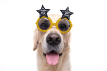 Portrait Of A Cute Dog Wearing Glasses With The Inscription Happy New Year. Golden Retriever Wishes A Happy New Year 2022. Postcard With A Pet.