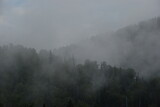 Fototapeta Tęcza - fog in the forest