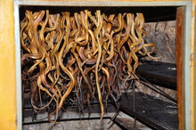 Dried Snakes As A Form Of Traditional Asian Medicine Preparation Hanging In The Brazier Of Snake Farm In Bangkok, Thailand