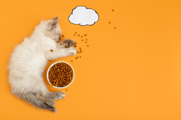 Cute white cat Kitten lies sleep in scattered dry food large meal, sweet dreams, drawn dialogue cloud Bubble For Text. Cat pet animal concept cat Isolated on color orange background