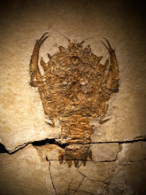 Fossil Of A Prehistoric Creature.