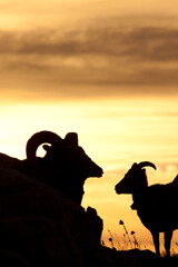 Wall Mural - Bighorn Sunrise Silhouette