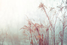 Vintage Dry Flowers Closeup. Aesthetic Toned Nature Landscape Background. Winter Design Viewphoto