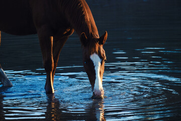 Wall Mural - Sorrel quarter horse getting drink of water from pond on farm for livestock hydration.
