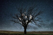 duże drzewo na tle nieba z gwiazdami i księżycem w pełni