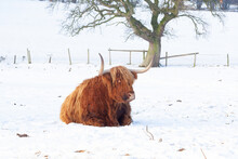 Beautiful Majestic Highland Cow With Massive Sharp Horns Lies In The Snow In Field, Not Bothered By The Cold Due To Its Bright Thick Winters Coat .