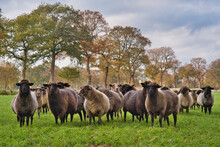 Flock Of Sheep Standing In A Field, East Frisia, Lower Saxony, Germany