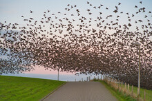 Murmuration Of A Flock Of Starlings Over A Dyke Near Pektum, East Frisia, Lower Saxony, Germany