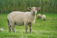 Portrait Of A Sheep Standing In A Dyke, East Frisia, Lower Saxony, Germany