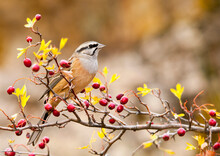 Emberiza Cia - The Mountain Bunting Is A Species Of Passerine Bird Of The Scribal Family.