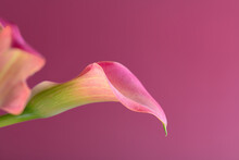 Two Pink Calla Lilies On Pink Background For Valentines Day Card Or Valentines Gift, Birthday, Dating, Anniversary. Pink Calla Flowers Texture Close-up With Copy Space. Floral Macro Photography