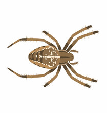 Female Cross Spider - Araneus Diadematus - Seen In Dorsal View - Flat Vector