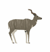 Male Lesser Kudu Seen In Side View - Flat Style Vector