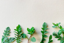 Spring Background With Green Plants On A Light Paper Background. Contrast And Minimalism Concept.