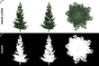 © Govinda - 3D Rendering of Front, Left and Top view of Tree (Picea Omorika) with alpha mask to cutout and PNG editing. Forest and Nature Compositing.