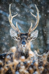 Fototapete - Roe deer portrait in the winter forest. Animal in natural habitat