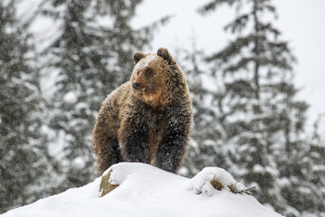 Wall Mural - close wild big brown bear in winter forest