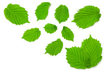 Hazelnut Leaves Isolated On White Background. Top View. Clipping Path
