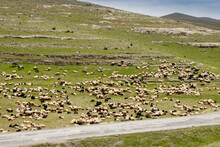 Semi-nomadic Shepherds Milk Sheep Amid A Flock Of Grazing Sheep And Goats On A Rocky, Grass-covered Hillside In Eastern Anatolia, Turkey.