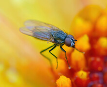 Close-Up Of A Fly On A Yellow Flower, British Columbia, Canada
