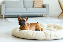 Cute French Bulldog Lying On Pet Bed At Home